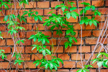 shaded ivy on a brick wall