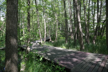 Drewniany pomost Jezioro Miedwie © Diana