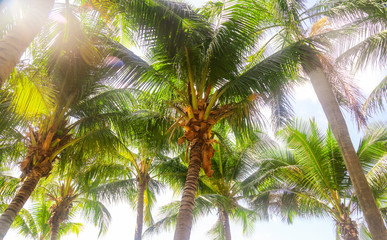 Obraz premium Large green branches on coconut trees against the sky