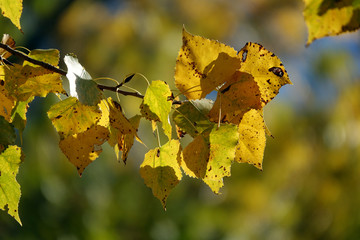 Blätter einer Pappel im Herbst
