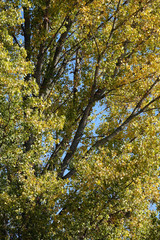 Fototapeta premium Pappeln im Herbst