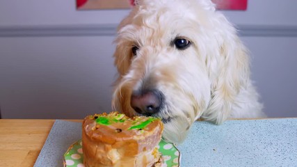 Happy dog eating and licking a birthday cake from the table. Cute dog licking delicious cake.