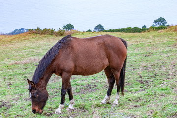 Obraz premium brown horse grazing in the field