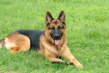German Shepherd dog lying on the grass in a waiting attitude and attentive to the camera.