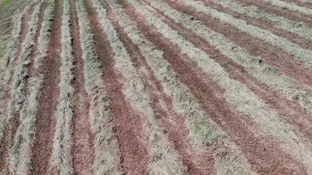 cutting grass to feed cows in the Modena hills