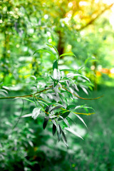 Obraz premium new foliage on a branch against the background of a summer park