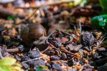 Snail close up deep in the forest