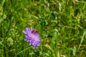 honeybee on a violet flower on a field in Uster, Switzerland
