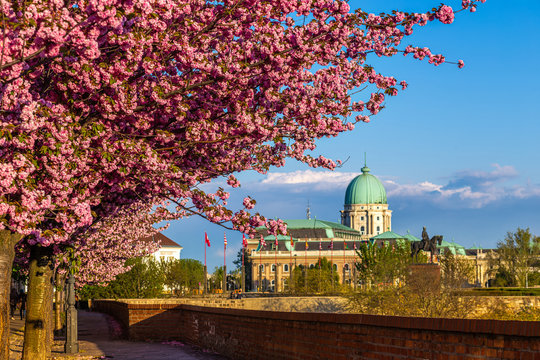 Budapest, Hungary - Beautiful blooming pink japanese cherry trees at Arpad Toth promenade (Toth Arpad setany) in Castle District on a sunny spring afternoon with Buda Castle Royal Palace at background