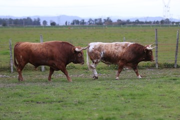 Bull in the green field