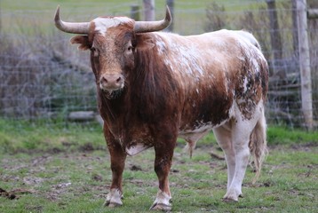 Bull in the green field