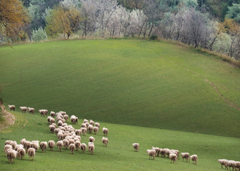 Grazing sheep in Cantalupo in Sabina, Italy