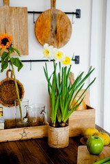 Daffodils in a flower pot on the kitchen table