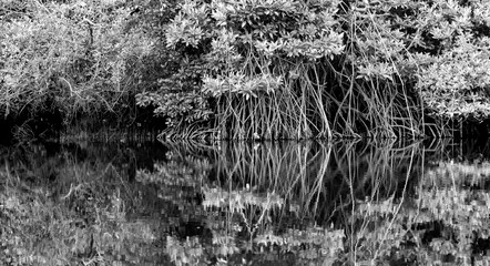 Fototapeta na wymiar Mangrove Trees Reflection in Palolem river, Goa, India