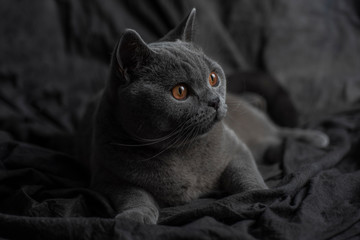 Beautiful cat over a dark background