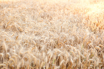 Wheat field. Rural Scenery under Shining Sunlight. Background of ripening ears of meadow wheat field. Rich harvest Concept.