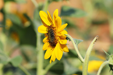 Flowers are god's gift to this planet.