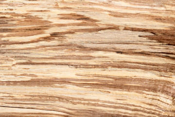 Wooden texture from cut tree trunk, closeup. Longitudinal section of a tree trunk.