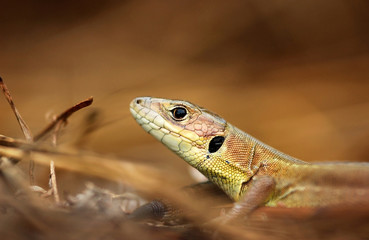 lizard in dry grass