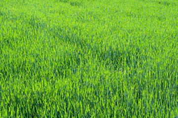 view over cereal field in evening sun
