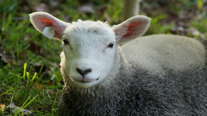 Obraz premium Schaf - Lamm: 