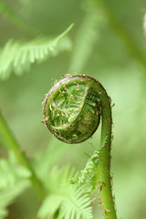 Macro shot of green fern growing in forest