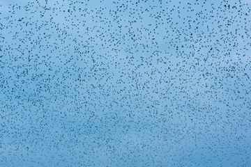 large flock of birds dotted against a blue sky