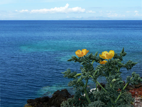 Yellow horn poppy flower (Glaucium flavum) on the Greek coast