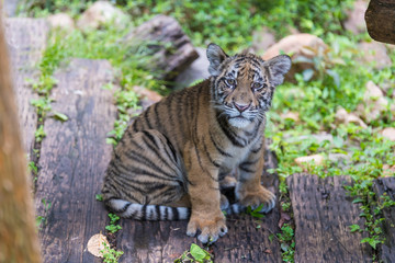 Cute little tiger in the zoo