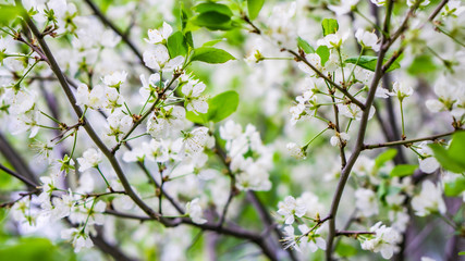 green leaves on a branch