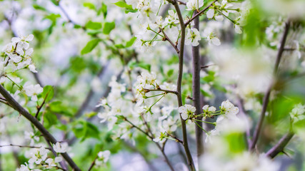 green grass in spring