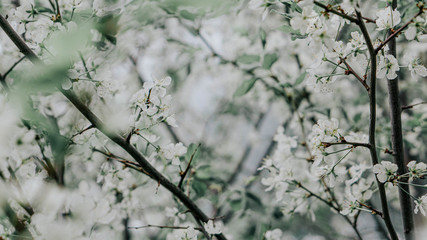 snow covered branches