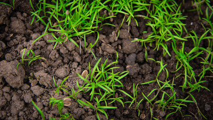 green grass in the ground