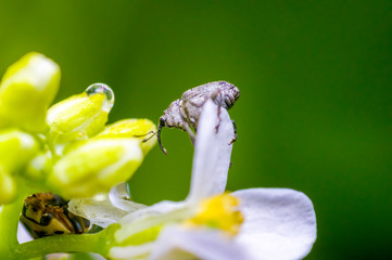 small beetle in high season grass