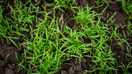green grass growing in the ground