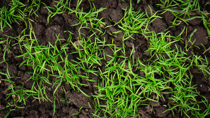 Naklejka na ściany i meble green grass in the garden
