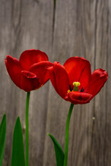 red tulips on wooden background