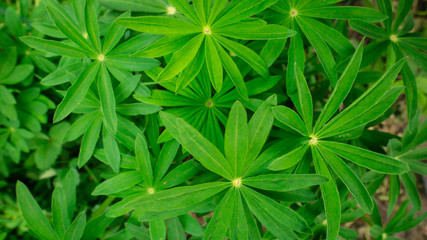 green grass background
