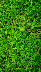 green grass background