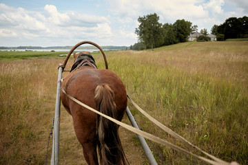 Back of a horse pulling a cart. Steering a horse cart. View on a horse back from a cart. Horse on a grass field
