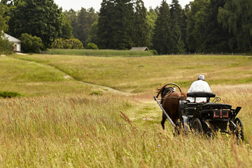 Peasant in horse cart on the field of grass moving away. brown horse and a man in a white shirt at the bottom of the hill near the forest. Tall grass in the wind.