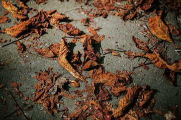 Bl&auml;tter im Herbst