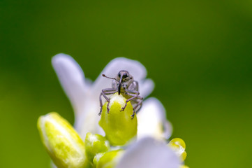 small beetle in high season grass