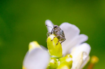 small beetle in high season grass