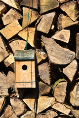 nid nichoir oiseau bois arbre environnement