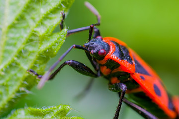 small beetle in high season grass