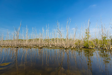 Dead trees in lake water with blue sky background, Save the environment.