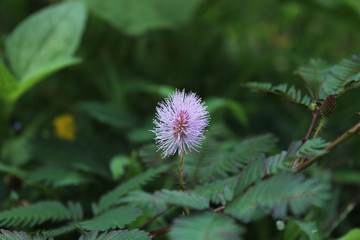 Flowers are god's gift to this planet.