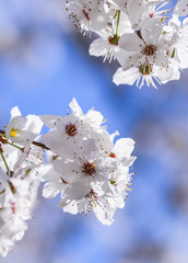 Cherry blossoms in spring. Beautiful white flowers against blue sky