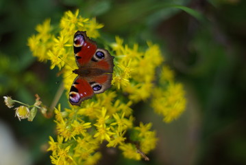 Butterfly, spring flowers, blooming garden.